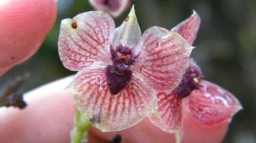 Ученые нашли орхидеи, цветы которых похожи на голову дьявола