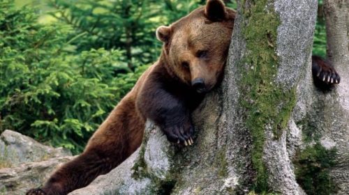 Канада решила запретить охоту на медведей с копьем после появления ролика на Youtube