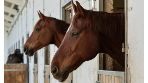 Лошади могут общаться с людьми при помощи картинок