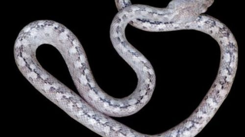 На Мадагаскаре поймали “змею-привидение”