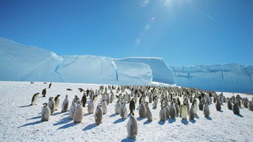 В Антарктике создадут крупнейший в мире морской заповедник