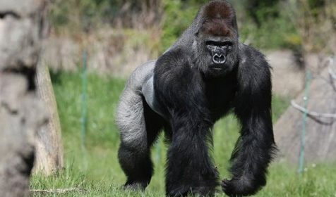 Полиция Лондона полтора часа гонялась за сбежавшей из зоопарка гориллой