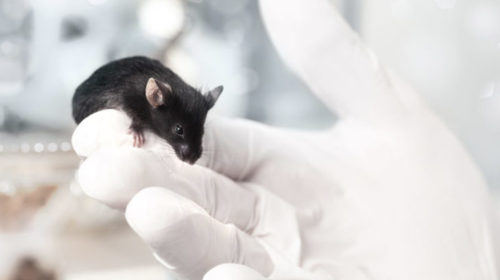 Впервые получены здоровые мыши из искусственных яйцеклеток