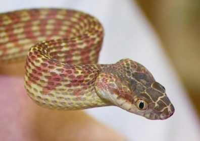 Невозмутимый индиец голыми руками разогнал 300 кишащих змей