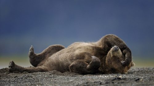 Как медведи впадают в спячку?