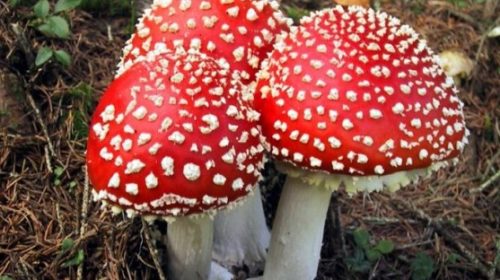 В России создадут биобанки органов и тканей, ядовитые грибы могут быть полезны людям, Находки археологов, которые наука не может объяснить