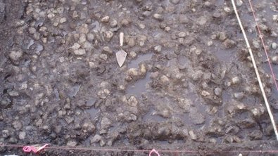 В Канаде археологи обнаружили самый древний картофель