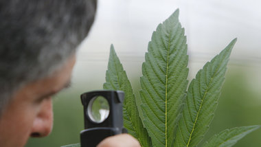 В Канаде могут легализовать марихуану к июлю 2018 года