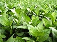 Листья табака – универсальное средство от болезней кожи