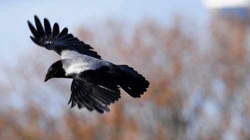 Орнитологи: вороны несколько месяцев помнят, кто их обманул