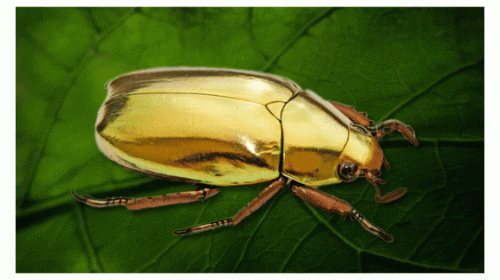 Физики: жуки-скарабеи помогут ускорить интернет в несколько раз