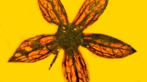 В Мьянме нашли в янтаре цветы неизвестного вида, которым 100 миллионов лет