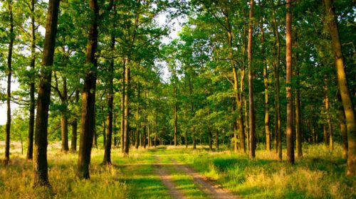 Крупное исследование указало на связь количества лесов со здоровьем детей
