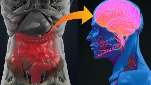 Мозг и кишечник имеют неразрывно связаны. Кто бы мог подумать