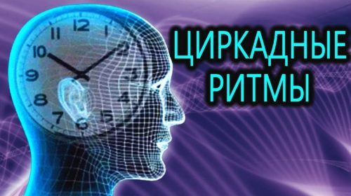 Принцип работы эндогенных биологических ритмов человека